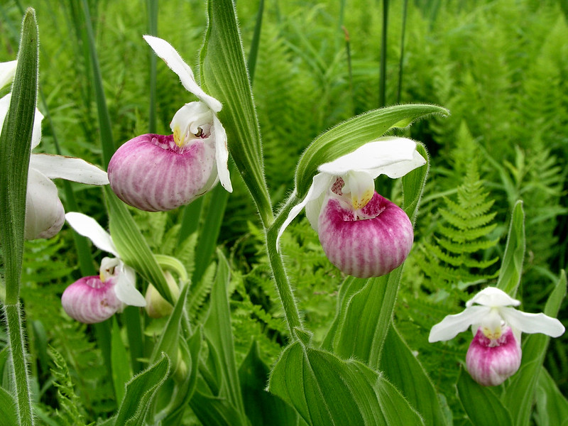 A group of lady's slipper flowers: orchids that have a large fuschia bowl petal hanging below a creamy white trio of top petals.