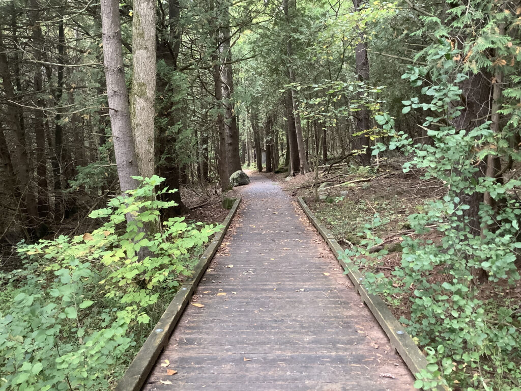 A wooden boardwalk gradually turns to gravel as it enters a thickly wooded area.