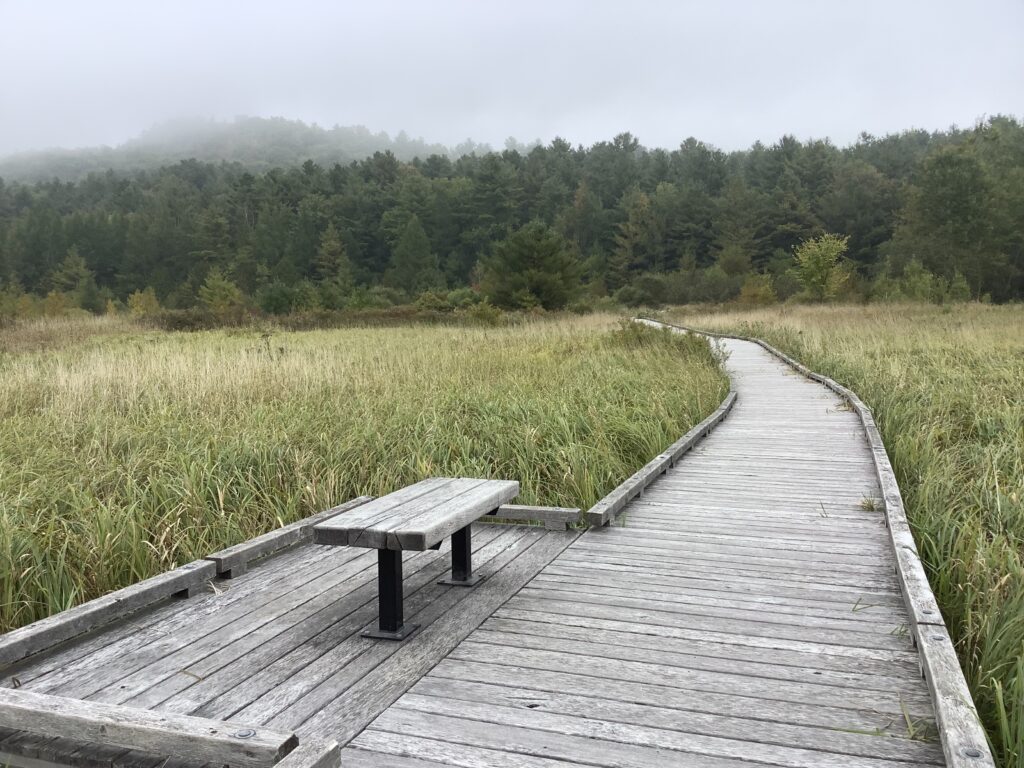 A plain wooden seat sits to one side of a plain wooden boardwalk leading across a fen, toward a bank of thick green pine trees.