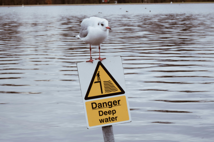 A seagull perches on a sign reading "Danger: Deep Water" sticking barely above a flooded forest landscape