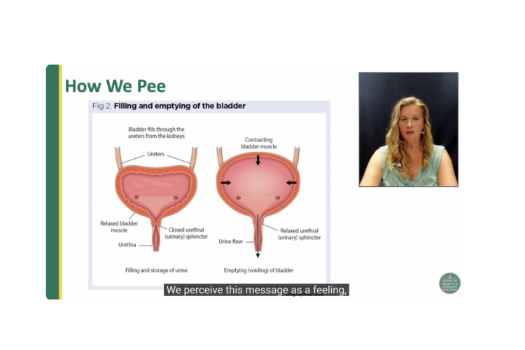 Screenshot of a video on urine production